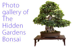 Photo gallery of The Hidden Gardens Bonsai